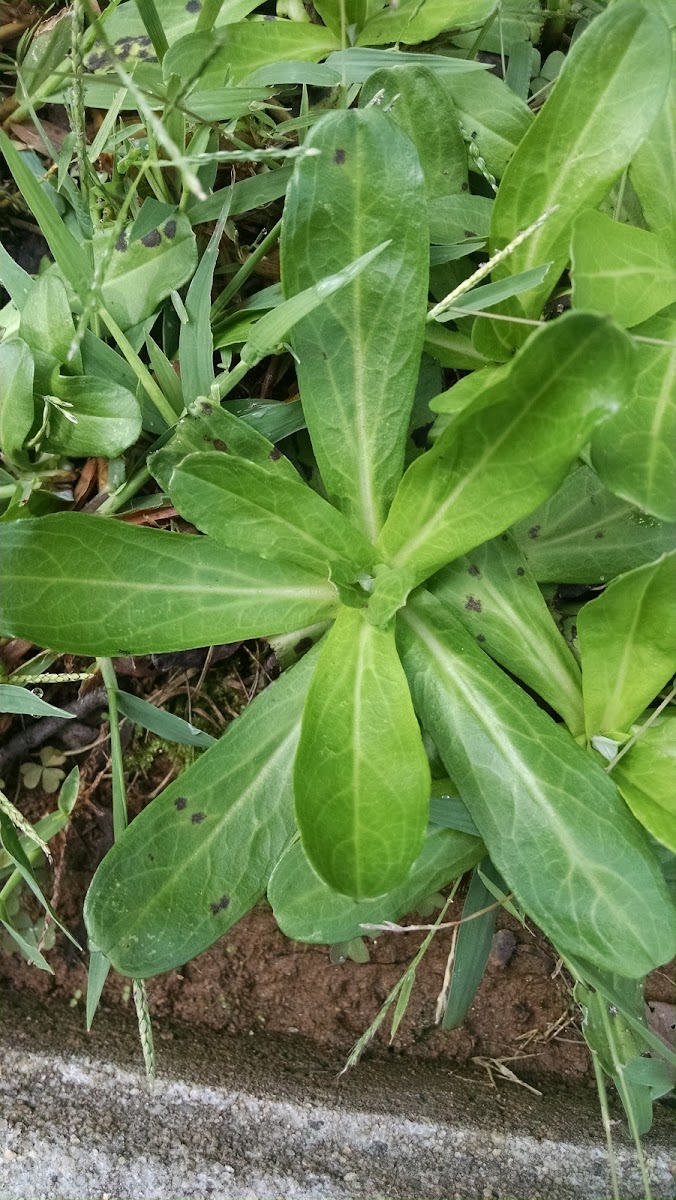 Shiny Cudweed