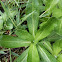 Shiny Cudweed