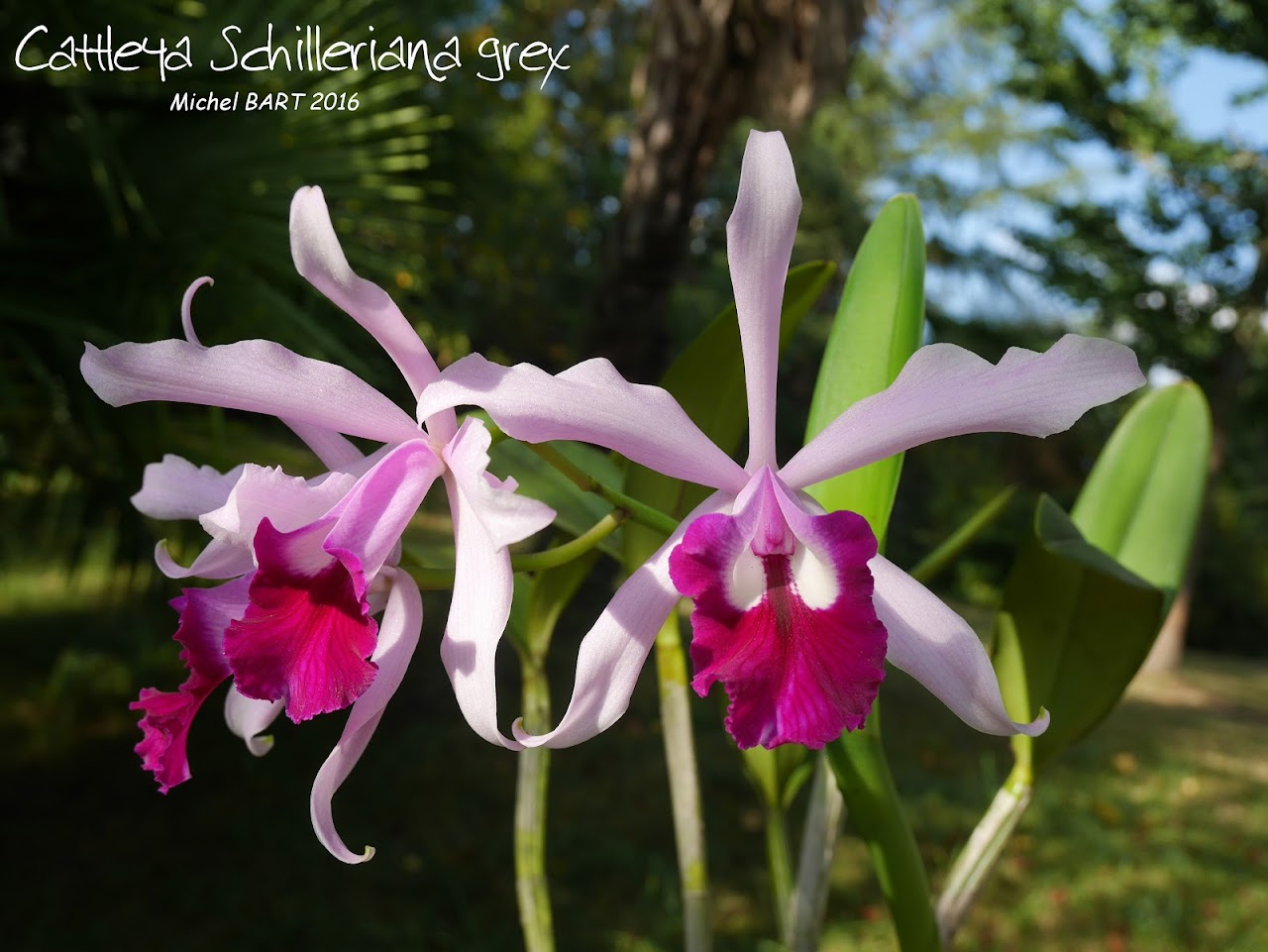 Cattleya Schilleriana grex I6fiRze3oVVNEODiQ9h-2I6QbDFKoxH5-LZO2B2mSbpTwREbvy0Xzey-2r1hlhz4FK1phutb8W-Csg=w1280-h1024-no