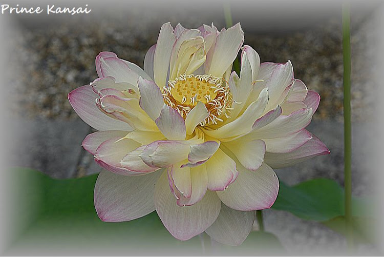 ステップワゴンの季節の花はハス・喜光寺・宇賀神王・疫病退散祈願・GOTOご近所に関するカスタム事例の投稿画像6枚目