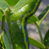 Cloudless Sulphur Caterpillar