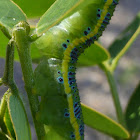 Cloudless Sulphur Caterpillar