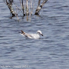 Black-headed Gull; Gaviota Reidora