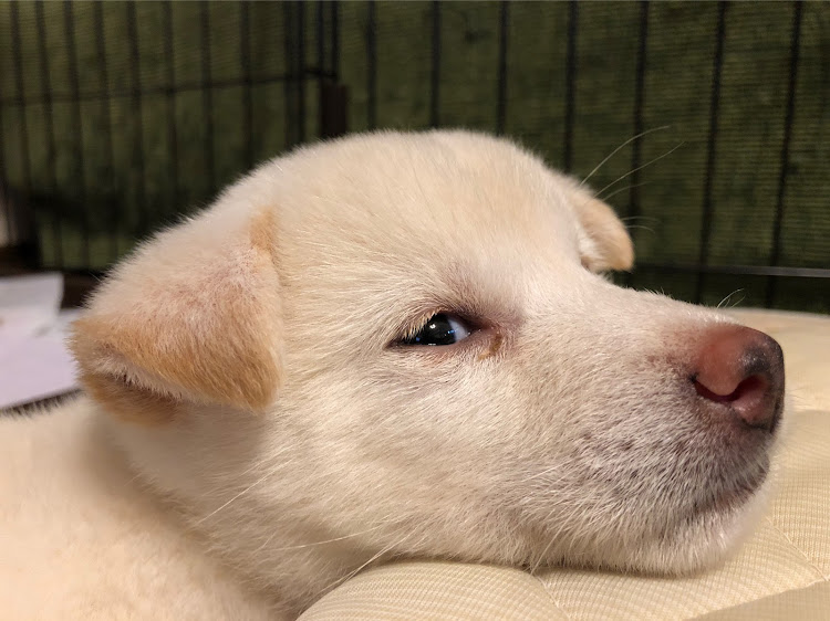 フーガのj-unit・ルーフスポイラー・自家塗装・愛犬紹介・スカイツリーに関するカスタム事例の投稿画像7枚目