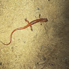 Spotted Tail Salamander