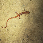 Spotted Tail Salamander