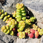 Cascade stonecrop