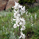 Carolina Larkspur