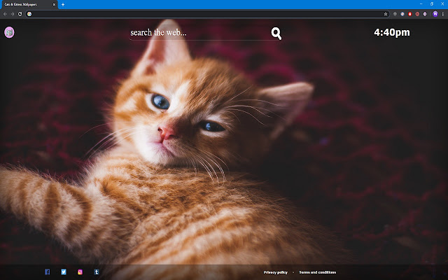 Cats & Kittens Wallpapers - Chrome Web Store