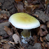 The death cap