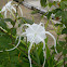 Hymenocallis