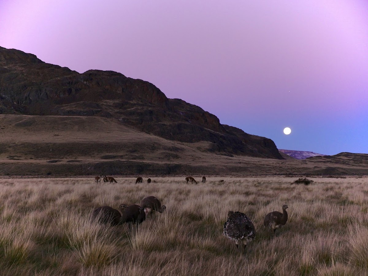 Choique and Guanaco