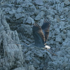 Grey heron