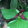 Red trillium, wake-robin trillium, Beth root, stinking Benjamin