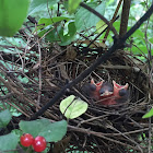 Cardinal Chicks