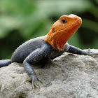 Red-headed Rock Agama