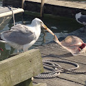 Herring Gull