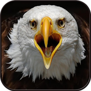 Eagle Wallpaper Hd Android Apps On Google Play