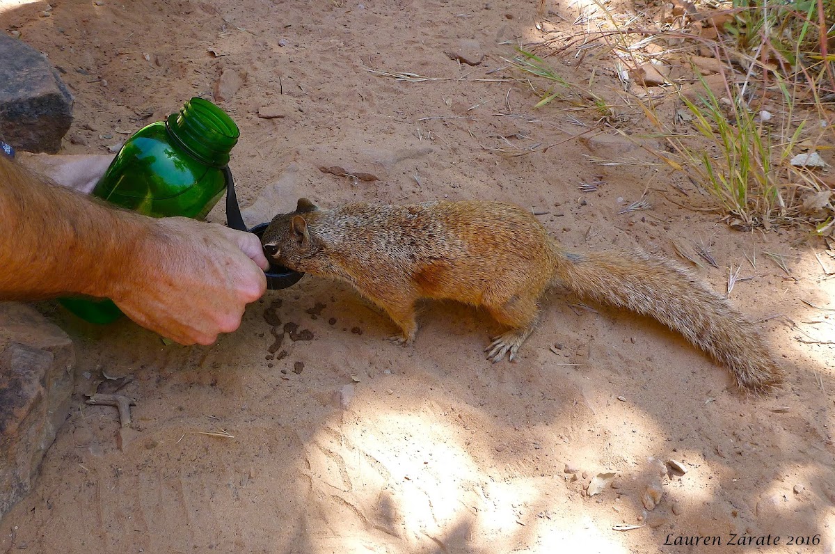 Zion Rock Squirrel