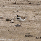 Little Ringed Plover; Chorlitejo Chico