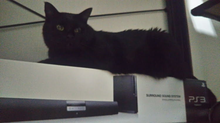 アクセラの【CT愛猫部】・two-k魂・フルブラ・貧乏golfer・監獄学園に関するカスタム事例の投稿画像4枚目