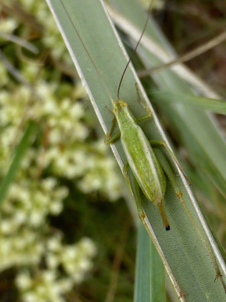 Common Tree Cricket