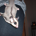 Sugar Glider