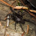 Folding-door spider