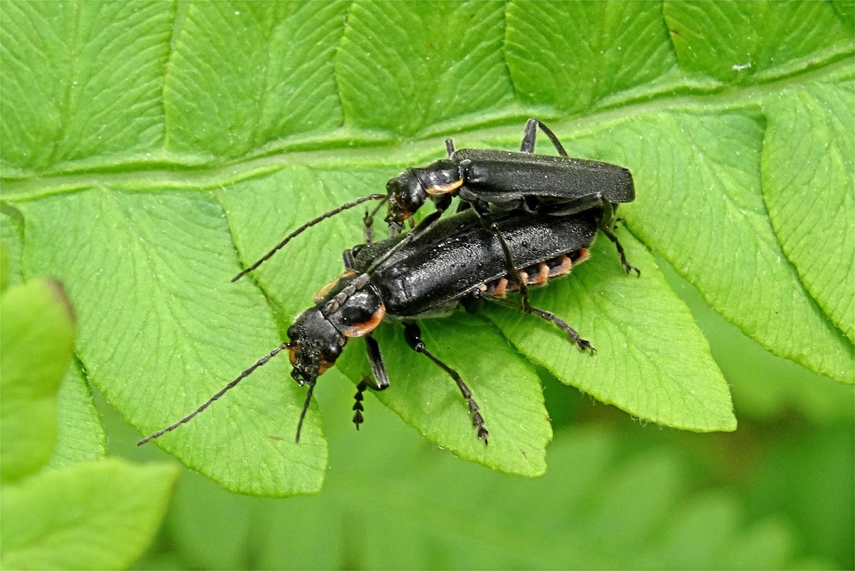 Black soldier beetle