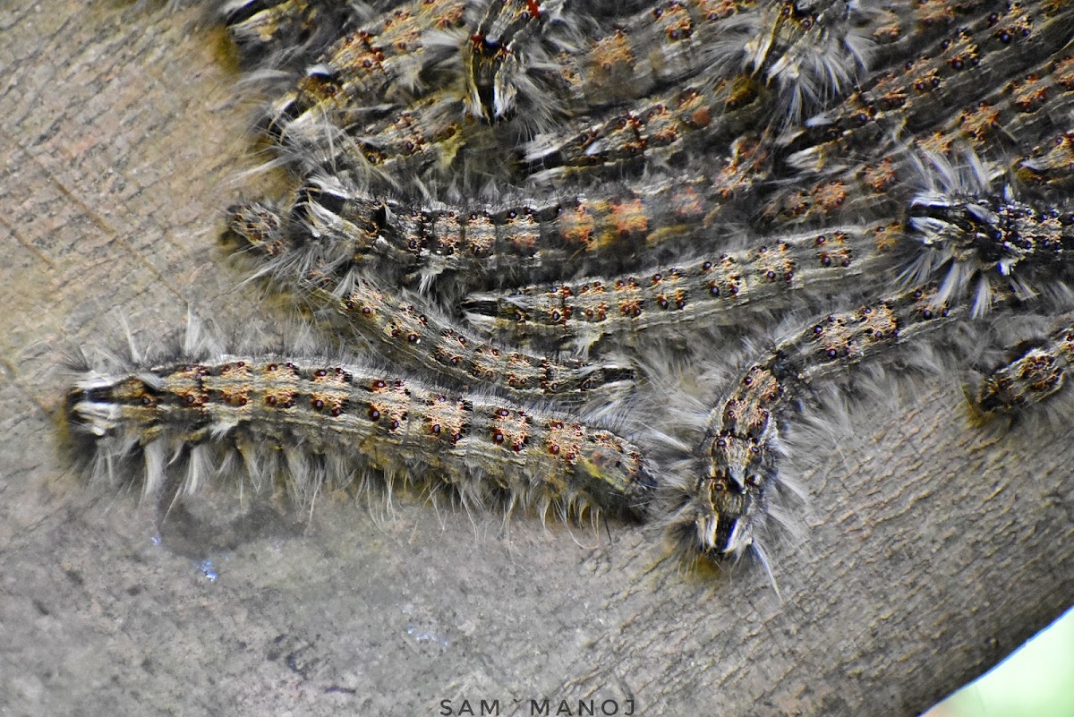 Lappet Moth Larvae