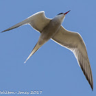 Common Tern; Charrán Común