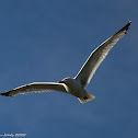 Herring Gull