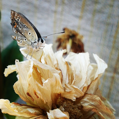 E non esiste farfalla senza un proprio fiore... di _Chiara_