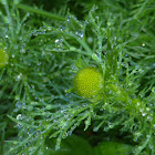 Pineappleweed