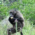 Chacma Baboon