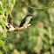 Blue-Throated Bee Eater