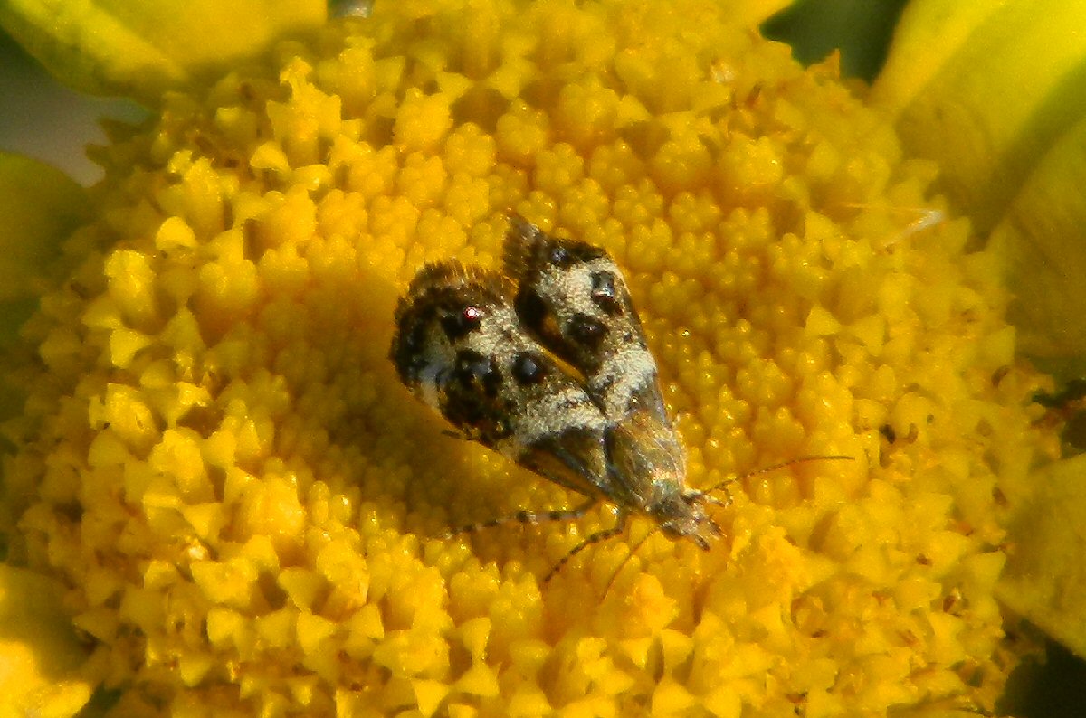 Small thistle moth