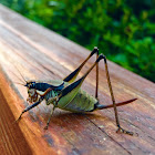 Bush Cricket Eupholidoptera chabrieri