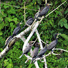 Cormorants