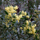 Myrtle Wattle