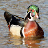 Wood Duck