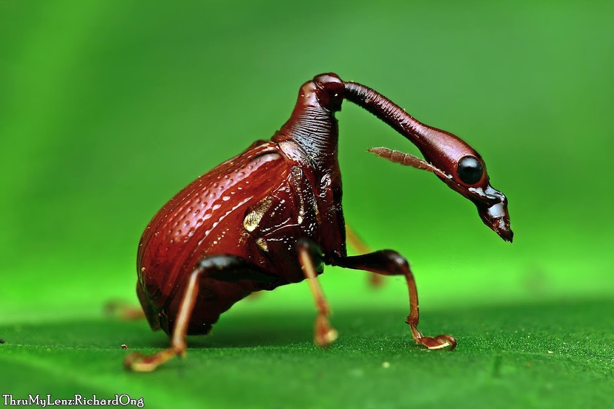 Leaf-rolling Weevil