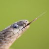 Rough Earth Snake