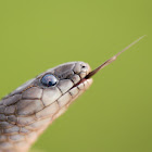 Rough Earth Snake