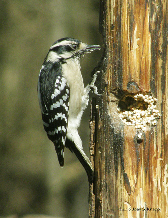 Downy Woodpecker – Female