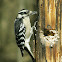 Downy Woodpecker – Female