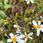 Great Purple Hairstreak