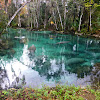 Florida Manatee