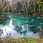 Florida Manatee