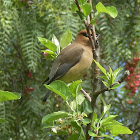 Cear Waxwing